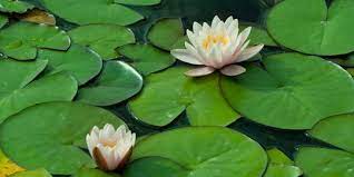 Tanaman akuatik nan kuat ini berasal dari asia dan australia, tetapi dapat tumbuh di. 10 Manfaat Biji Teratai Bagi Kesehatan Atasi Insomnia Hingga Turunkan Tekanan Darah Merdeka Com
