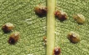 Image result for puklice na pokojových rostlinách obrázek