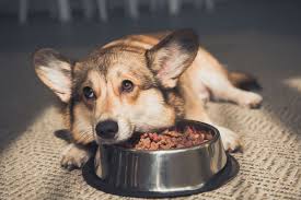 The recall included both the hill's science diet and hill's prescription diet brand lines. Hill S Dog Food Recalled After Reports Of Pet Deaths Top Class Actions