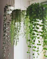 Amazing Indoor Plants Decor Ideas 41 Hanging Plants House Plants Indoor Plants