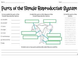 Parts Of The Female Reproductive System Teaching Resources