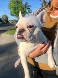 Thick placentas to carry babies and puppies, healthy tissue to developing fetus. Found Dog French Bulldog In Costa Mesa Ca Lost My Doggie