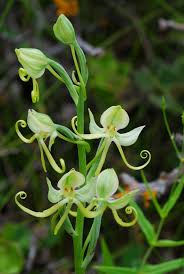 Image result for Habenaria afra