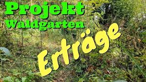 Waldgarten Und Permakultur Erwirtschafte Einen Ertrag Designprinzip 3 Youtube Waldgarten Permakultur Garten