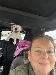 Lost dog in Bakersfield, CA