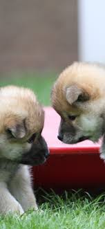 Check spelling or type a new query. Two Cute Puppies Furry Dogs 1242x2688 Iphone 11 Pro Xs Max Wallpaper Background Picture Image