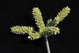 Image result for Cyperus alopecuroides