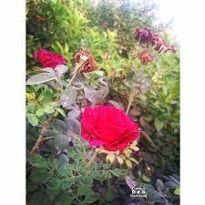 ن و ر س nawras on instagram لا أتمنى سوى زهور إبتسامات تنمو على ثغركم لا يعتليها ذبول وفرحهـ تلتحف قلوبكم وسعادة أبديهـ لا تزول وأكتفي بتلگ الأمنية plants