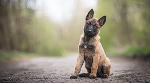 We did not find results for: Belgian Malinois Dog Breed Information Facts Traits Pictures More
