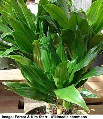 There are more than 100 accepted species. Types Of Dracaena With Care Guide And Pictures Identification