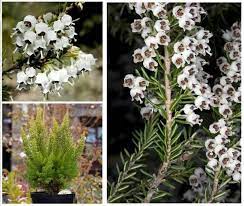 Tree Heath Seeds Erica Arborea White Heath Giant Heather Etsy Seeds Small Trees Evergreen Shrubs