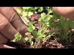 Herbs are among the easiest plants to grow and are often very forgiving of neglect, poor soil conditions, and unusual weather. When To Trim Cilantro Herb Gardening Youtube