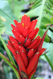 Image result for Coccinia senensis