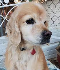 Download and complete a pet adoption matching survey to bring to your local bc spca centre. Dog For Adoption Richie A Cocker Spaniel Mix In Palmdale Ca Petfinder