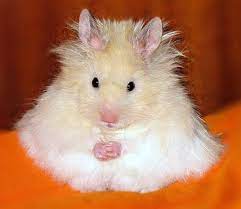 Come over and pick our your new furry friend. All About The Syrian Hamster A K A Golden Teddy Bear Hamster How To Take Care Of Them Plus Lots Of Photos Tips And Funny Hamsters Hamster Hamster Breeds