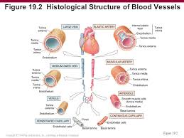 The blood vessels are part of the circulatory system and function to transport blood throughout the body. 21 Blood Vessels And Circulation C H A P T E R Ppt Video Online Download