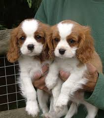 The cavalier king charles spaniel pups are indeed sweet and gentle pets. Pin On Cute Animals