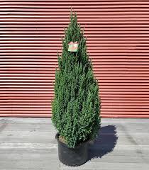 Image result for Juniperus