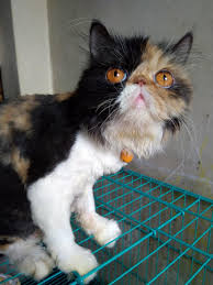 Salah satunya adalah jenis kucing persia peaknose. Kucing Persia Peaknose Extreme Perlengkapan Hewan Aksesoris Hewan Di Carousell
