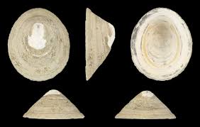 Image result for Leptactina involucrata