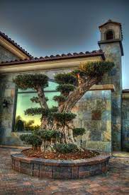 Olive A Dream Trees Olive Trees Landscape Olive Trees Garden Landscape Design