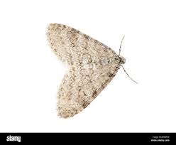 Image result for Trichopteryx