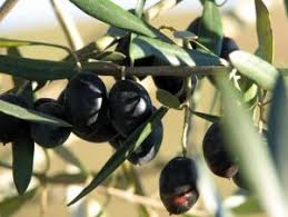 Kalamata Olives Et Huile Olive Vierge Toute La Grece