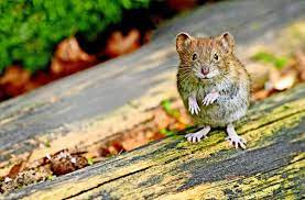 It is also called hantavirus cardiopulmonary syndrome (hcps). Hantavirus Region Stuttgart Ist Das Weltweite Zentrum Der Hantavirus Infektion Stuttgart Stuttgarter Nachrichten