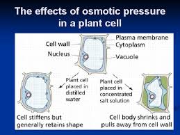 Cell biology | dna transcription. Osmosis Diffusion Active Transport Diffusion Osmosis And Concentration