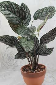 Calathea Ornata Con Imagenes Plantas De Interior Plantas Interiores