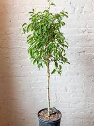 Image result for Ficus benjamina