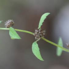 Image result for Mesosphaerum pectinatum