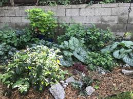 Create a fantastic low screen or informal hedge in a sunny area. Shade Garden Makeover By Natalie Carmolli Delaware Center For Horticulture