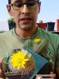 🌵 Pequeña pero impresionante 😍✨ Conoce al 🌵 cactus del desierto Mila  caespitosa #cactus #Flores #chiclayo #peru #mila