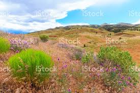 Valitse laajasta valikoimasta samankaltaisia kohtauksia. Painted Hills Oregon Wildflowers Stock Photo Download Image Now Istock