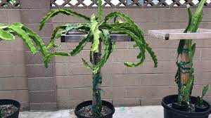 We did not find results for: How To Prune Your Dragon Fruit Youtube