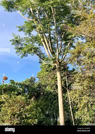 Image result for Schizolobium parahyba