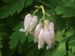 Some gardeners consider this holiday season houseplant a bit finicky, but with some proper cyclamen care information, you can grow it. Lookaside Fbsbx Com Lookaside Crawler Media Me