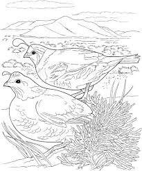 Several Quail Coloring Pages Here Bird Coloring Pages Coloring Pages Desert Animals Coloring