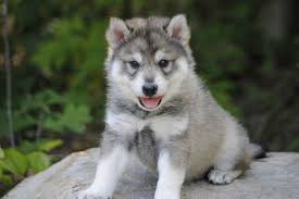 You want a breeder who is well known for their dogs. Tamaskan Club Of America Tamaskan Puppies Tamaskan Dog Tamaskan Puppies Puppies