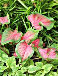 Table of contents are caladiums annuals or perennials? Care Of Caladium Plants Varieties Overwintering Flowers And More