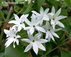 Image result for Jasminum multiflorum