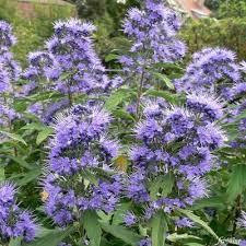 Diesen kannst du bei der nächsten bestellung einlösen. Bartblume Blue Balloon Von Garten Schluter Auf Blumen De Kaufen