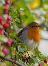 Pin By Aysenur On Fotograflar In 2020 Beautiful Birds Colorful Birds Robin Bird