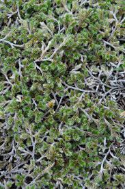 Image result for Selaginella dregei
