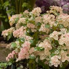 Image result for Pilea microphylla