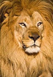 The lions kept in the framework of the ssp consisted of animals with high inbreeding coefficients. African Lion Facts Animal Facts Encyclopedia