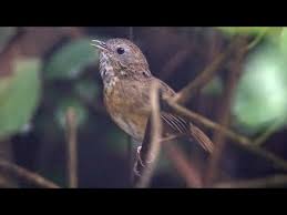 5 cara sukses ternak burung wambi bagi pemula. Hwamei Mini Wambi Mini Di Alam Bebas Youtube