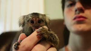 | in this video, i will tell you if pet monkeys are legal in india or not. Pygmy Marmoset Monkey Buy Live Mammals Online In India