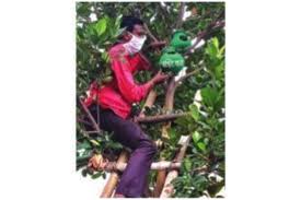 With small yellow hibiscus blooms, it'll look great hanging. Post Amphan Nature Lovers Hang Artificial Nests For Birds The Statesman